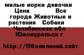 милые иорки девочки › Цена ­ 15 000 - Все города Животные и растения » Собаки   . Челябинская обл.,Южноуральск г.